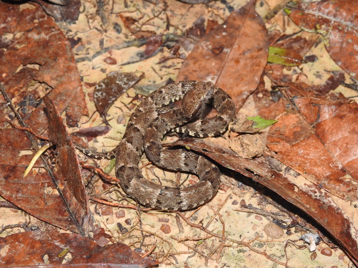Maior incidência de ocorrências com animais peçonhentos ocorre no período chuvoso